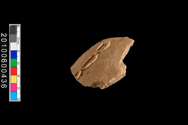 腹片藏品圖，第6張