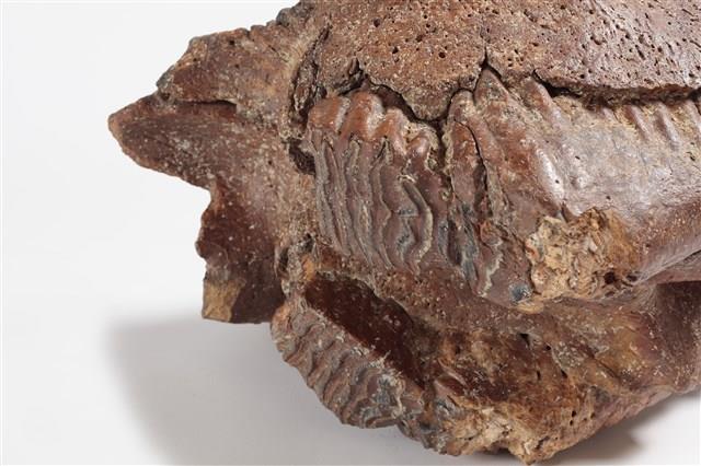 象上顎骨齒藏品圖，第6張