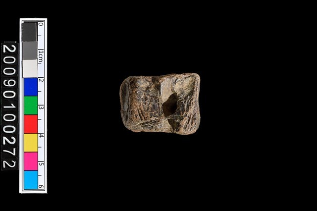 魚脊椎化石藏品圖，第6張