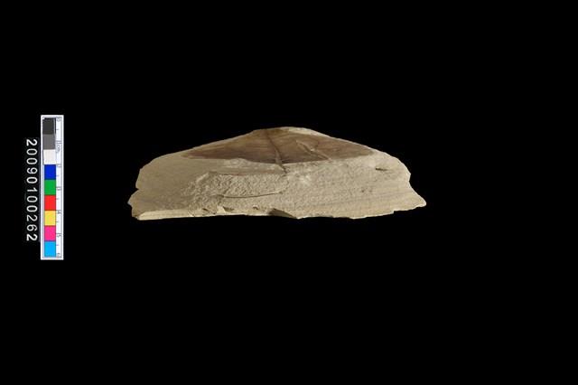 植物生痕化石藏品圖，第6張