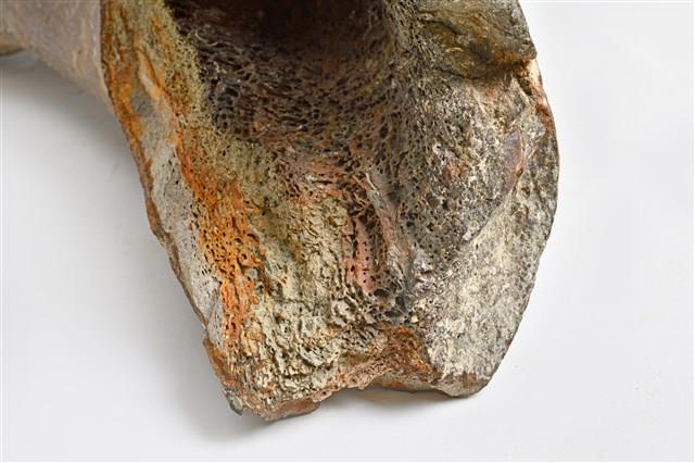 象尺骨藏品圖，第16張