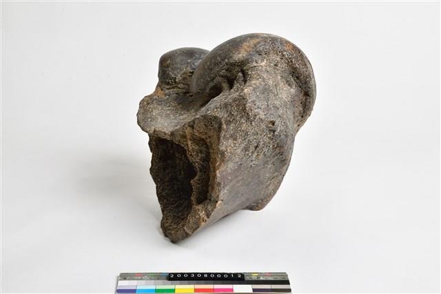 象股骨下端藏品圖，第16張