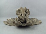 牛頭骨藏品圖，第3張