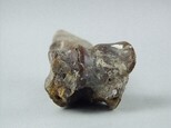 牛肢骨藏品圖，第3張