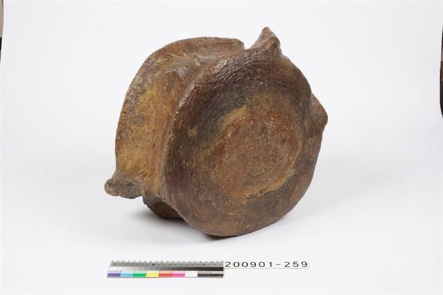 鯨魚脊椎化石藏品圖，第3張