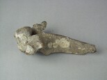 牛脊椎骨藏品圖，第3張
