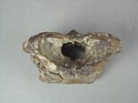 鱷魚脊椎骨藏品圖，第3張