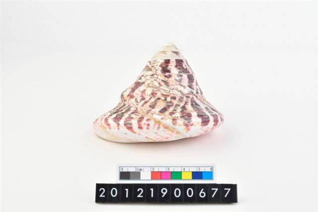 馬蹄鐘螺藏品圖，第3張