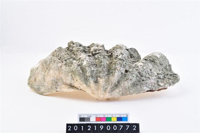 長硨磲蛤藏品圖，第3張