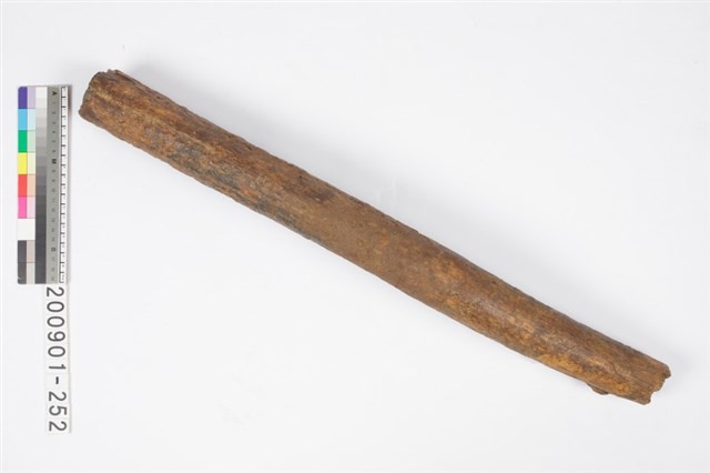 象牙化石藏品圖，第3張