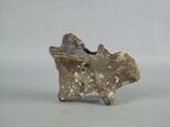象脊椎骨藏品圖，第3張