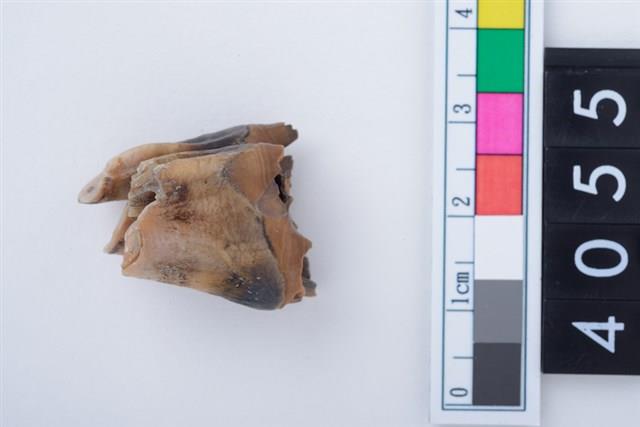 中型鹿右下顎第1或第2大臼齒藏品圖，第1張