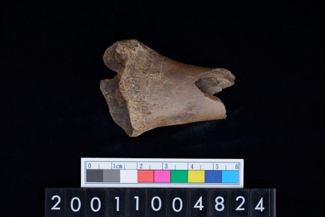 不明獸骨藏品圖，第1張