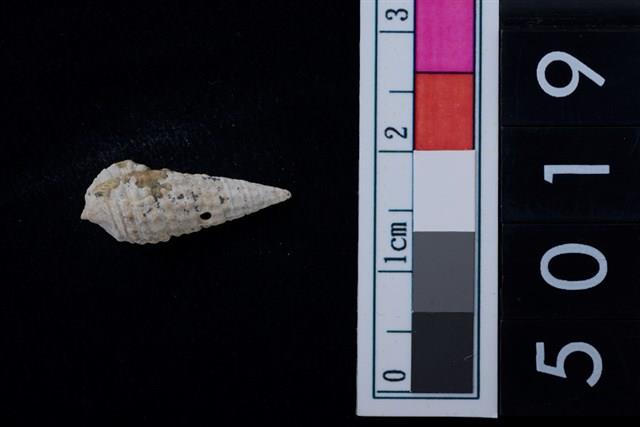 松山層海貝-鐵尖海蜷藏品圖，第1張