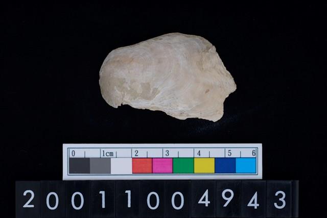 海貝-牡蠣藏品圖，第1張