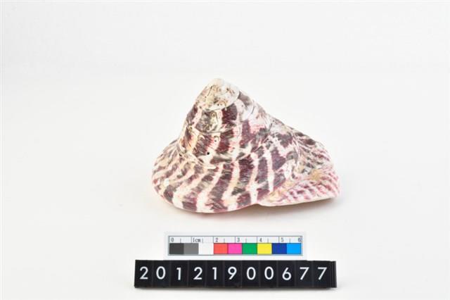 馬蹄鐘螺藏品圖，第1張