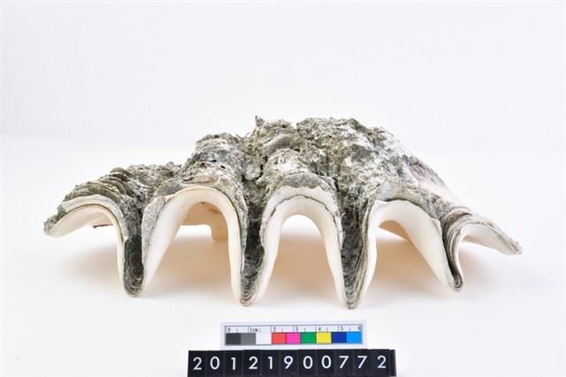 長硨磲蛤藏品圖，第1張