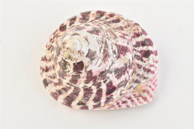 馬蹄鐘螺藏品圖，第10張