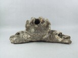 牛頭骨藏品圖，第4張