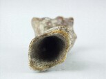 牛肢骨藏品圖，第4張