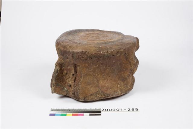 鯨魚脊椎化石藏品圖，第4張