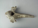 牛脊椎骨藏品圖，第4張