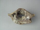 鱷魚脊椎骨藏品圖，第4張
