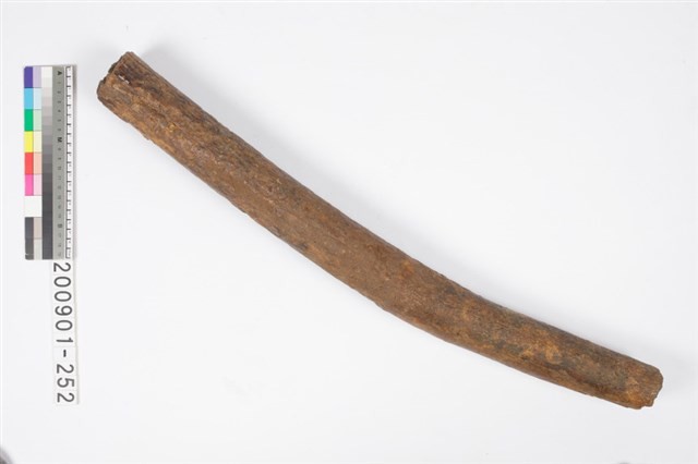 象牙化石藏品圖，第4張