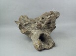 牛頭骨藏品圖，第5張