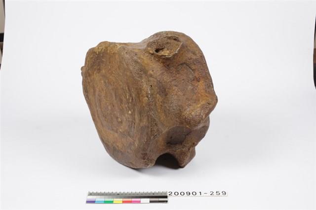 鯨魚脊椎化石藏品圖，第5張
