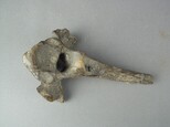 牛脊椎骨藏品圖，第5張