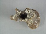 象脊椎骨藏品圖，第5張