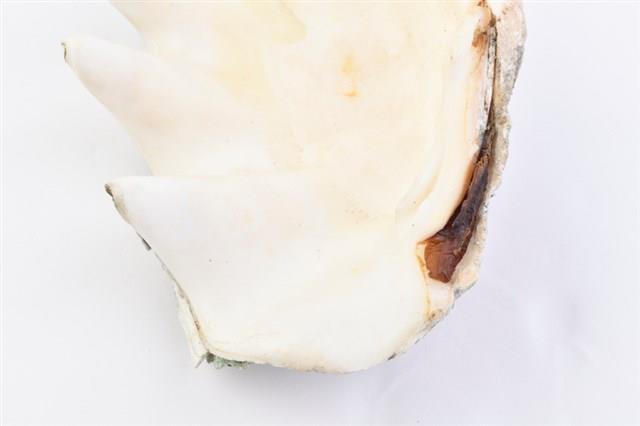 長硨磲蛤藏品圖，第15張