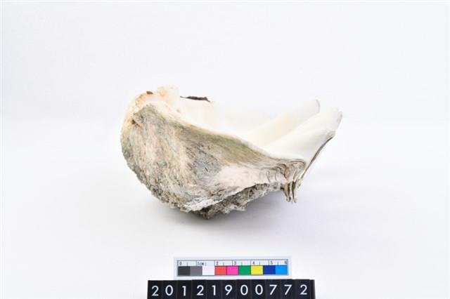 長硨磲蛤藏品圖，第8張