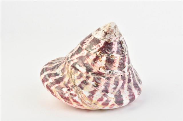 馬蹄鐘螺藏品圖，第9張