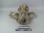 牛頭骨藏品圖，第2張