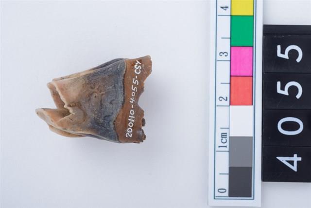 中型鹿右下顎第1或第2大臼齒藏品圖，第2張