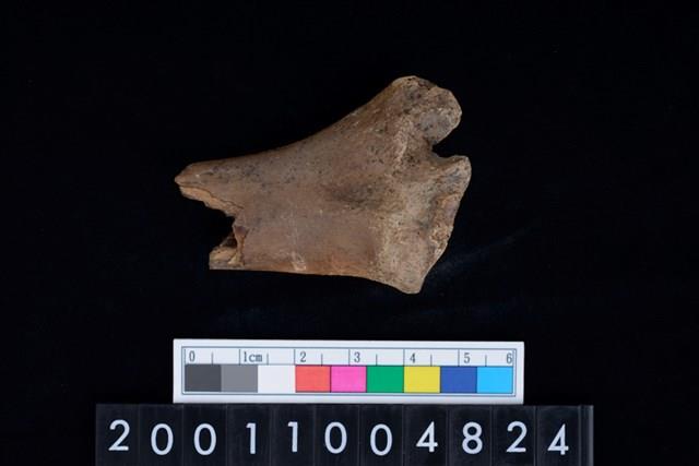 不明獸骨藏品圖，第2張