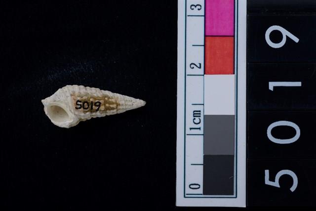 松山層海貝-鐵尖海蜷藏品圖，第2張