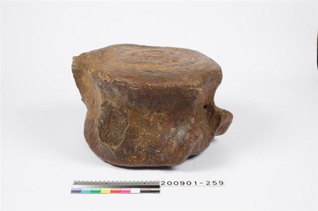 鯨魚脊椎化石藏品圖，第2張