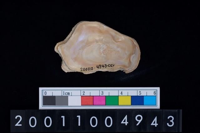 海貝-牡蠣藏品圖，第2張