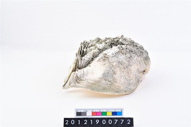 長硨磲蛤藏品圖，第2張