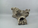 牛頭骨藏品圖，第6張