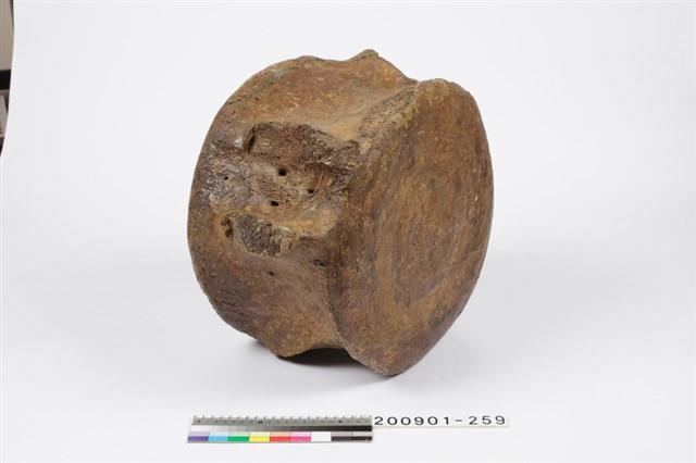 鯨魚脊椎化石藏品圖，第6張