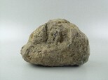 石灰岩藏品圖，第6張
