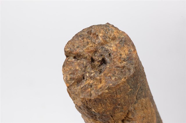 象牙化石藏品圖，第6張