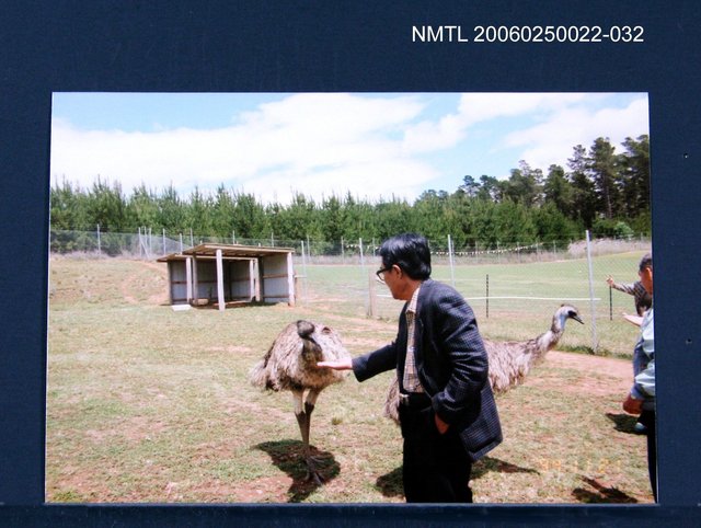 主要名稱：林宗源餵食鴕鳥圖檔，第1張，共1張