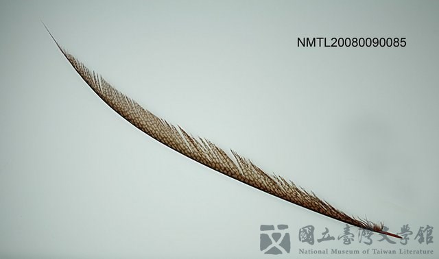 主要名稱：淺咖啡色羽毛的藏品圖