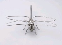 昆蟲標本箱藏品圖，第7張