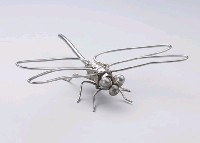 昆蟲標本箱藏品圖，第8張